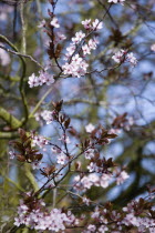 Plants, Trees, Prunus cerasifera, Cherry plum tree with pink flowering blossom on the branches in the Spring.