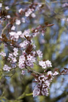 Plants, Trees, Prunus cerasifera, Cherry plum tree with pink flowering blossom on the branches in the Spring.