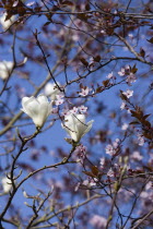 Plants, Trees, Magnolia  soulangeana 'Alba Superba', White flowers on branches of a Magnolia tree in front of a Prunus cerasifera, Cherry plum tree in blossom.