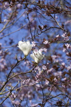 Plants, Trees, Magnolia  soulangeana 'Alba Superba', White flowers on branches of a Magnolia tree in front of aPrunus cerasifera, Cherry plum tree in blossom.