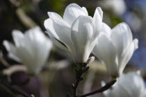 Plants, Trees, Magnolia  soulangeana 'Alba Superba', Abundant white flowers on branches of a Magnolia tree.