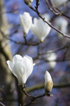 Plants, Trees, Magnolia  soulangeana 'Alba Superba', White flowers and buds on branches of a Magnolia tree.