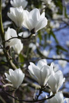 Plants, Trees, Magnolia  soulangeana 'Alba Superba', Abundant white flowers on branches of a Magnolia tree.