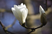 Plants, Trees, Magnolia  soulangeana 'Alba Superba', Open flower and closed white bud on a Magnolia tree.