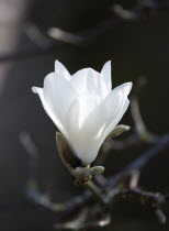 Plants, Trees, Magnolia  soulangeana 'Alba Superba', Opening white flower bud on a Magnolia tree.