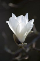 Plants, Trees, Magnolia  soulangeana 'Alba Superba', Opening white flower bud on a Magnolia tree.