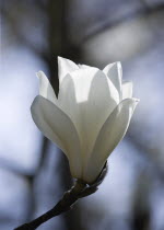 Plants, Trees, Magnolia  soulangeana 'Alba Superba', Opening white flower bud on a Magnolia tree.