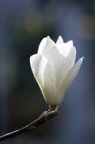 Plants, Trees, Magnolia  soulangeana 'Alba Superba', Opening white flower bud on a Magnolia tree.