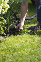 Gardening, Gardener weeding flowerbed.