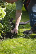 Gardening, Gardener weeding flowerbed.