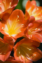 Plants, Flowers, Clivia miniata, Natal lily, Close-up of bright orange coloured flowers with yellow stamen.