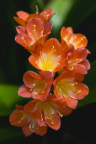 Clivia miniata, Natal lily, Close-up of bright orange coloured flowers with yellow stamen.