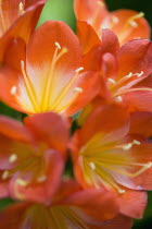 Clivia miniata, Natal lily, Close-up of bright orange coloured flowers with yellow stamen.