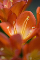 Clivia miniata, Natal lily, Close-up of bright orange coloured flowers with yellow stamen.