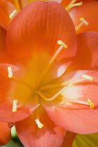 Clivia miniata, Natal lily, Close-up of bright orange coloured flowers with yellow stamen.