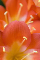 Clivia miniata, Natal lily, Close-up of bright orange coloured flowers with yellow stamen.