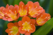 Clivia miniata, Natal lily, Close-up of bright orange coloured flowers with yellow stamen.