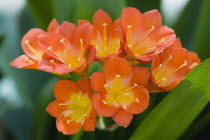 Clivia miniata, Natal lily, Close-up of bright orange coloured flowers with yellow stamen.