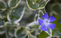 Plants, Flowers, Vinca minor 'Variegata', Variegated common periwinkle, Single purple flower among variegated leaves.