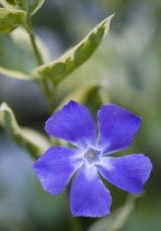 Plants, Flowers, Vinca minor 'Variegata', Variegated common periwinkle, Single purple flower among variegated leaves.