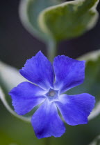 Vinca minor 'Variegata', Variegated common periwinkle, Single purple flower among variegated leaves.