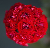 Plants, Flowers, Pelargonium, Geranium, Overhead view of tightly bunched flowering red plant.