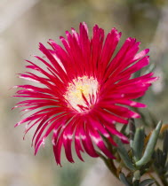 Plants, Flowers, Lampranthus spectabilis, Bright red flower of a Trailing Ice Plant.