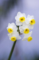 Plants, Flowers, Narcissus, Bunch flowering daffodil of yellow and white on a single stem.