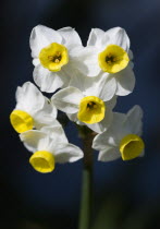 Plants, Flowers, Narcissus, Bunch flowering daffodil of yellow and white on a single stem.