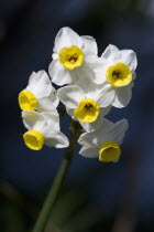 Plants, Flowers, Narcissus, Bunch flowering daffodil of yellow and white on a single stem.