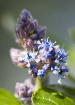 Plants, Shrubs, Ceanothus, Californian lilac, Small blue flowers opening in clusters on the end of a branch.