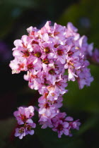 Plants, Flowers, Bergenia, Abundant small pink flowers on a single stem of the plant also known as Elephant's ears.