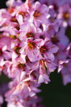 Plants, Flowers, Bergenia, Abundant small pink flowers on a single stem of the plant also known as Elephant's ears.