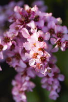 Plants, Flowers, Bergenia, Abundant small pink flowers on a single stem of the plant also known as Elephant's ears.