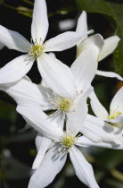 Plants, Flowers, Clematis armandii, White star-shaped symmetrical flowers of the climbing plant Armand clematis.