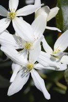 Plants, Flowers, Clematis armandii, White star-shaped symmetrical flowers of the climbing plant Armand clematis.