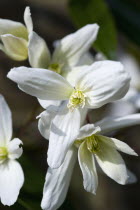 Plants, Flowers, Clematis armandii, White star-shaped symmetrical flowers of the climbing plant Armand clematis.