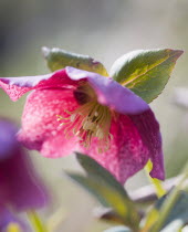 Plants, Flowers, Helleborus orientalis, Hellebore, Backlit pink flowering hybrid Lenten rose.