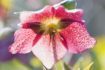 Plants, Flowers, Helleborus orientalis, Hellebore, Backlit pink flowering hybrid Lenten rose.