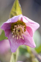 Plants, Flowers, Helleborus orientalis, Hellebore, Pink flowering hybrid Lenten rose.
