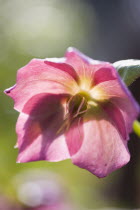 Plants, Flowers, Helleborus orientalis, Hellebore, Backlit pink flowering hybrid Lenten rose.