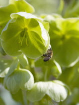 Plants, Flowers, Helleborus, Honey bee on pale green flowering Hellebore or Lenten rose.