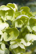 Plants, Flowers, Helleborus, Pale green flowering Hellebore or Lenten rose.