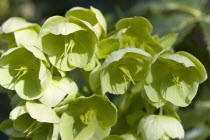 Plants, Flowers, Helleborus, Pale green flowering Hellebore or Lenten rose.