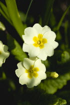 Plants, Flowers, Primula vulgaris, Lemon yellow flowers of the Common primrose.