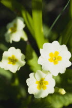 Plants, Flowers, Primula vulgaris, Lemon yellow flowers of the Common primrose.