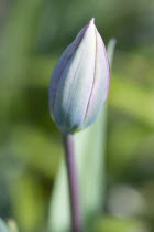 Plants, Flowers, Tulipa, Single closed tulip flower growing in a garden in spring.