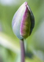 Plants, Flowers, Tulipa, Single closed tulip flower growing in a garden in spring.