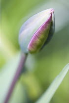 Plants, Flowers, Tulipa, Single closed tulip flower growing in a garden in spring.