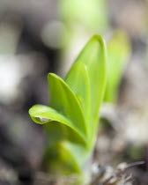 Plants, Flowers, Agapanthus, Young leaf shoot emerging of an African lily with a waterdrop on the tip of the leaf.